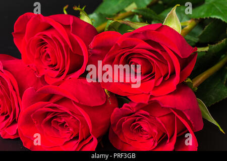 Schönen Blumenstrauß aus roten Rosen auf schwarzem Hintergrund, horizontal. Stockfoto