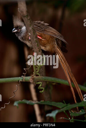 Gesprenkelte Mousebird (Colius Striatus) Stockfoto