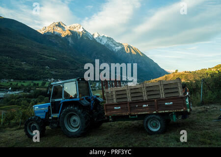 Traktor zur Erntezeit im Weinberg Les Granges bei Nus/Fenis in der Region Aostatal NW Italien. Schnee ist auf den Berggipfeln angekommen. Stockfoto