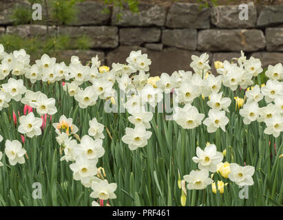 Weiße Narzisse und stein Wand spring flower natürliche Hintergrundbild Stockfoto