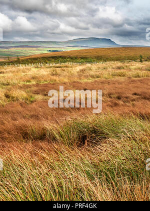 Blick über das Moor zu Pen Y Gent am Horizont Ribblehead Yorkshire Dales England Stockfoto