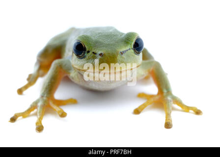 Kleine grüne Laubfrosch sitzt auf weißen Karte. Isolierte Hintergrund. Stockfoto