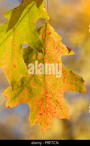 Schöne bunte Herbstlaub im Wald Stockfoto