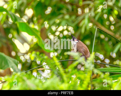 Indische Paradies schopftyrann im sonnigen Vegetation Stockfoto