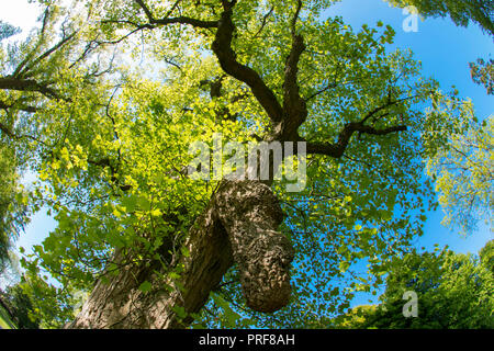 Chinesische Tulpenbaum (Liriodendron chinense) in voller Blätter in Margam Country Park in South Wales, Großbritannien Stockfoto