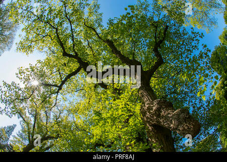 Chinesische Tulpenbaum (Liriodendron chinense) in voller Blätter in Margam Country Park in South Wales, Großbritannien Stockfoto