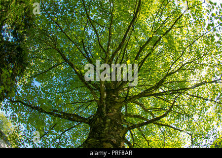 Chinesische Tulpenbaum (Liriodendron chinense) in voller Blätter in Margam Country Park in South Wales, Großbritannien Stockfoto