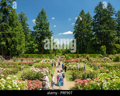 Portland, Oregon, USA - International Rose Test Garden in Protland Stockfoto