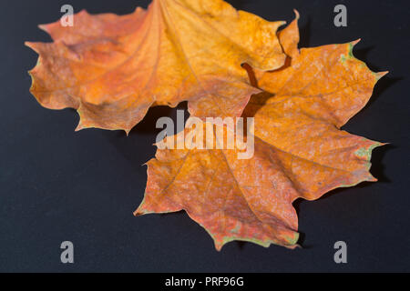 Gelb Herbst Ahorn Blätter auf einem schwarzen Hintergrund close-up Stockfoto