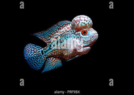 Cichliden Fische in ein schönes Aquarium Stockfoto