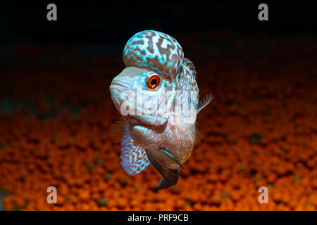 Cichliden Fische in ein schönes Aquarium Stockfoto