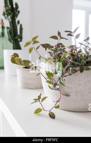 Zimmerpflanzen im Regal in London home Stockfoto