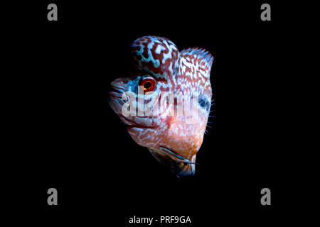 Cichliden Fische in ein schönes Aquarium Stockfoto