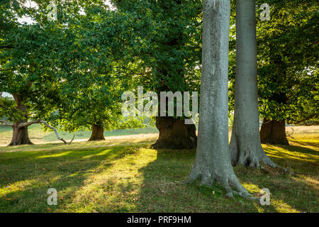 Sommer am Nachmittag in Petworth, West Sussex. Stockfoto