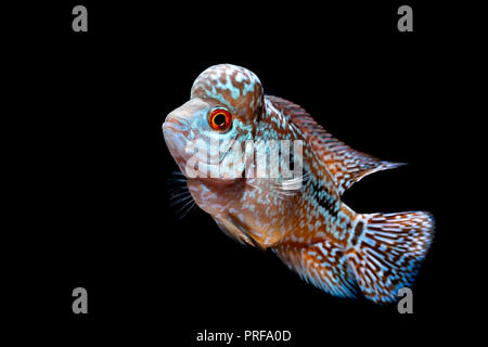 Cichliden im Aquarium kingkamfa Stockfoto