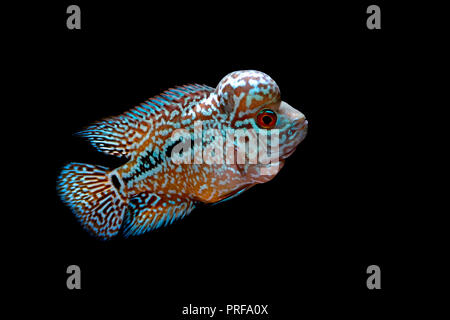 Cichliden im Aquarium kingkamfa Stockfoto