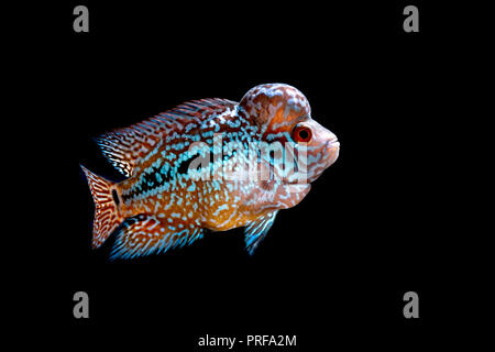 Cichliden im Aquarium kingkamfa Stockfoto