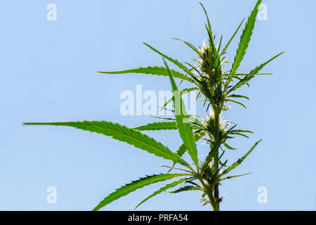 Ansicht von unten auf einer Marihuana Bush mit Blumen, vor blauem Himmel, beleuchtet von der Sonne. Hanf wächst wild im Sommer. Leeren Platz für Kopieren. Stockfoto