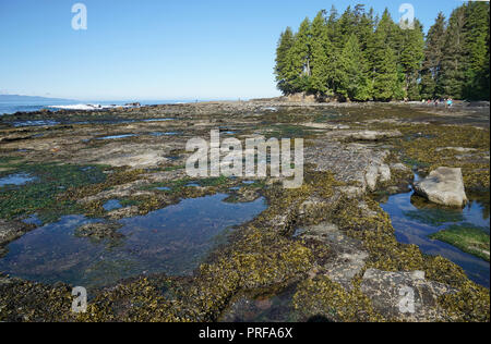 Botanical Beach, Port Renfrew, Vancouver Island, Kanada Stockfoto