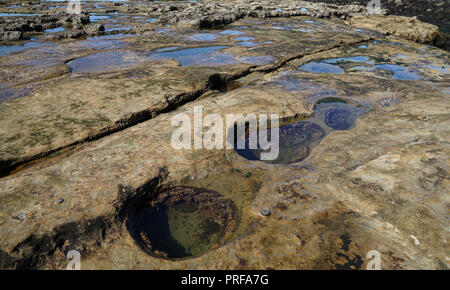 Tide Pools am Botanical Beach, Port Renfrew, Vancouver Island, Kanada Stockfoto