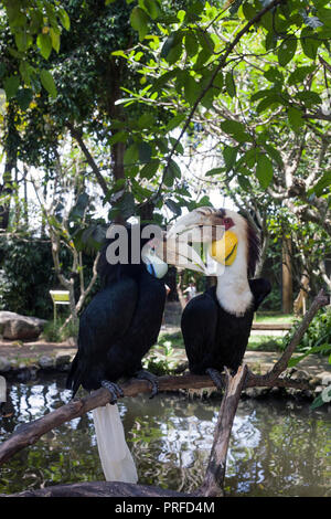 Bar - pouched wreathed Hornbill paar Vögel. Rhyticeros undulatus sitzen auf Ast Stockfoto