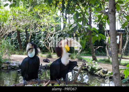 Bar - pouched wreathed Hornbill paar Vögel. Rhyticeros undulatus sitzen auf Ast Stockfoto