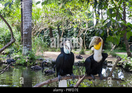 Bar - pouched wreathed Hornbill paar Vögel. Rhyticeros undulatus sitzen auf Ast Stockfoto