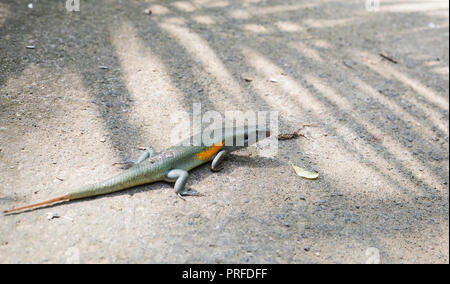 Bali Sun Skink (Eutropis multifasciata balinensis) Eidechse auf dem Boden Stockfoto