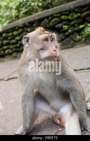 Monkey portrait. Angesichts der macaque Affen oder Macaca fascicularis im Affenwald von Ubud, Bali, Indonesien Stockfoto