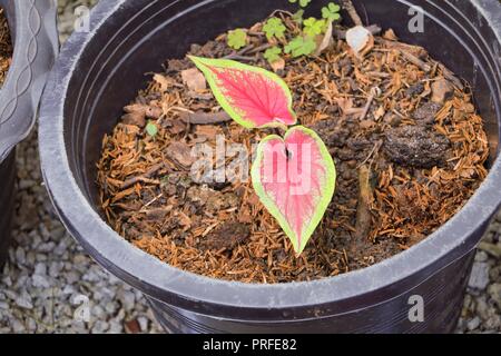 Caladium bicolor schön in Topfpflanzen Stockfoto