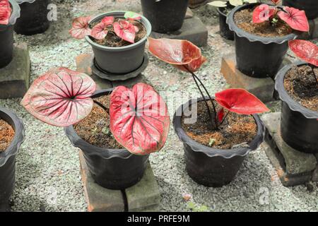 Caladium bicolor schön in Topfpflanzen Stockfoto