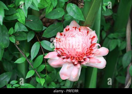 Rosa Fackel Ingwer lokale Blume, etlingera elatiorbegonie Erdbeere, Familie zingiberaceae, Bohol Philippinen Stockfoto