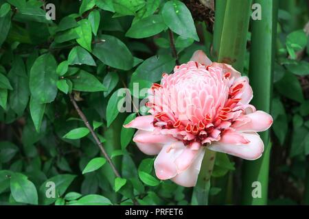 Rosa Fackel Ingwer lokale Blume, etlingera elatiorbegonie Erdbeere, Familie zingiberaceae, Bohol Philippinen Stockfoto