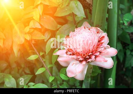 Rosa Fackel Ingwer lokale Blume mit Sonnenuntergang licht Ton, etlingera elatiorbegonie Erdbeere, Familie zingiberaceae, Bohol Philippinen Stockfoto