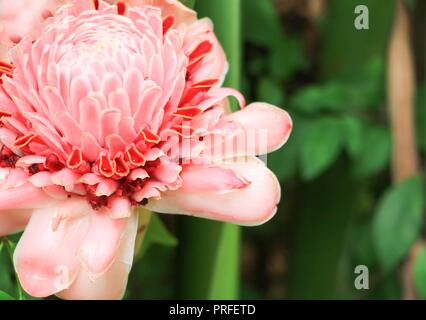 Rosa Fackel Ingwer lokale Blume, etlingera elatiorbegonie Erdbeere, Familie zingiberaceae, Bohol Philippinen Stockfoto