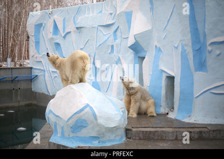 Zwei weiße Eisbär im Zoo an einem sonnigen Tag die gleichen sind. Einer der Bären auf einem Stein steht, der zweite sitzt, lehnte sich gegen die Wand. Stockfoto