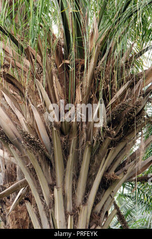 In der Nähe der Rinde eines Scheelea Palme, mit wispy Farnblätter, Lagenbildung Stockfoto