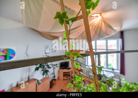 Dekorativer Rahmen für Grüne schleichende Haus Pflanzen auf der zweiten Etage der Wohnung. Überdachte Terrasse im Haus. Holztreppe mit viel Grün. Mo Stockfoto