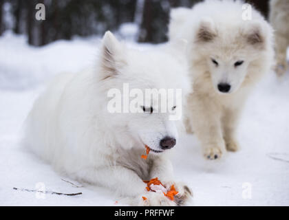 Zwei großen weißen flauschigen Welpen spielen im Winter Stockfoto