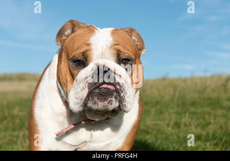 Weiße und rote Englische Bulldogge Dog-Canis Lupus Familiaris. Großbritannien Stockfoto