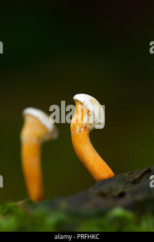 Zwei junge Falsche Chantarelles, Hygrophoropsis aurantiaca, wachsen in Moss Stockfoto