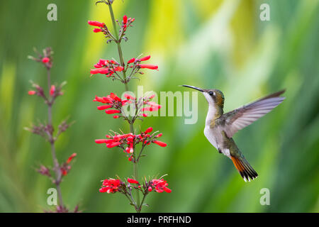 Weibliche Ruby Topaz Kolibri im Flug Stockfoto