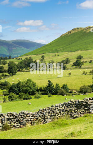 Newlands Valley Cumbria, Blick nach Norden aus den östlichen Hang oberhalb Littletown, Richtung Skelgill Bank. Stockfoto