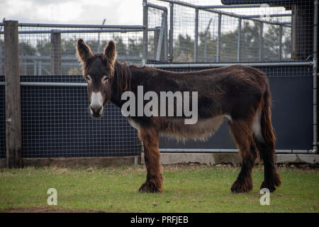 UK, Hamerton Zoo - 17. August 2018: Stockfoto