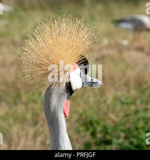UK, Hamerton Zoo - 17 Aug 2018: Grau gekrönt Kran auch als die Ugandische bekannt Kronenkranich Stockfoto