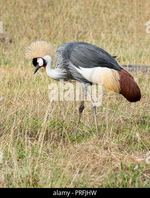 UK, Hamerton Zoo - 17 Aug 2018: Grau gekrönt Kran auch als die Ugandische bekannt Kronenkranich Stockfoto