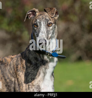 Windhund Stockfoto