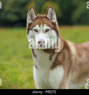 Siberian husky Stockfoto