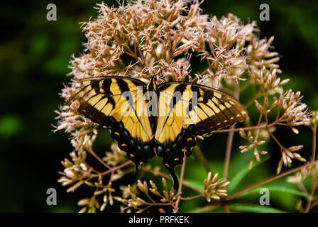 Eastern Tiger Schwalbenschwanz Schmetterling auf Milkweed Anlage Stockfoto