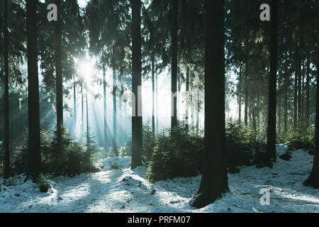 Kalte Winter Szene im Wald mit schönen Sonnenstrahlen. Stockfoto
